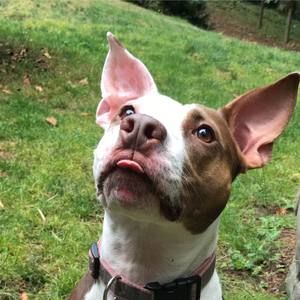 Meet your Posher, Billy